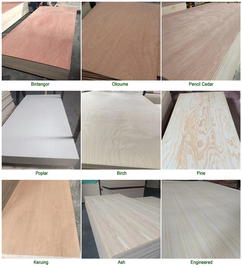 Plywood Okoume/Bleached Poplar/Bintangor/Beech/Pencil Cedar/Birch/Pine/Keruing/Melamine/Laminated/Hardwood/Commercial Plywood for Furniture